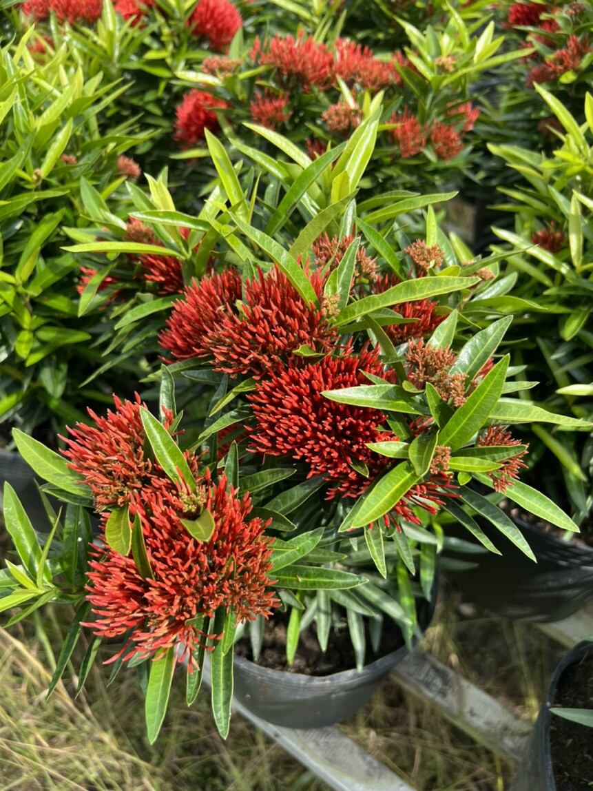 cây mẫu đơn đỏ lá kim