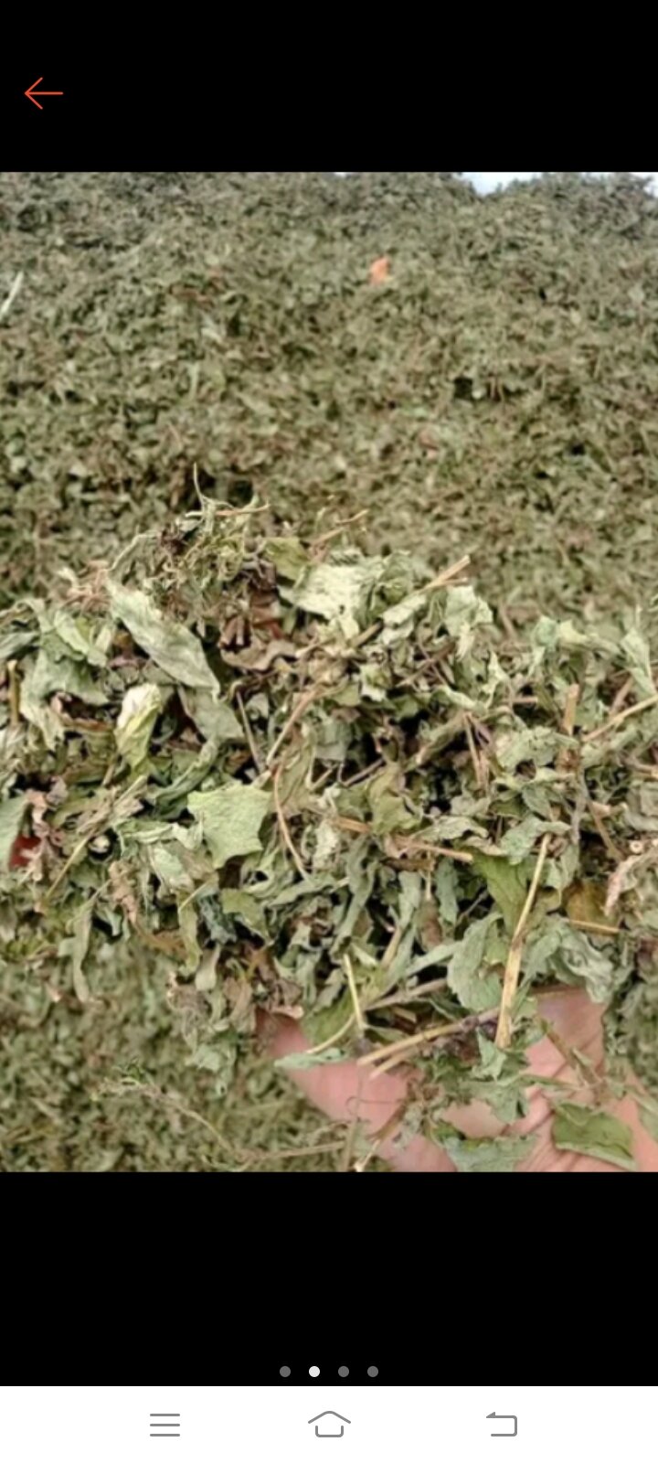 1kg cây cỏ ngọt khô