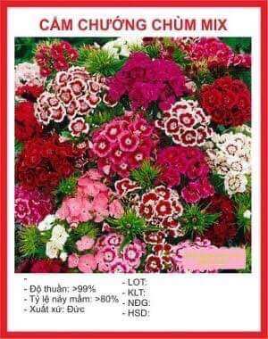 Hạt giống Hoa Cẩm Chướng Chùm 100 Hạt