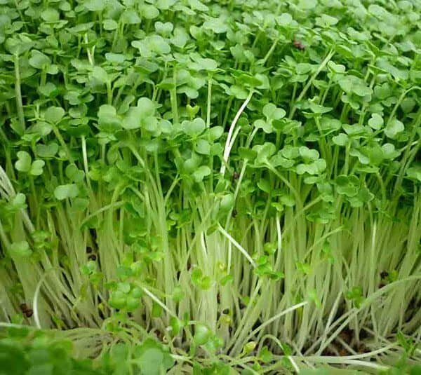 ( mua 3 tặng 1) Hạt giống Rau Mầm Cải Bẹ Xanh