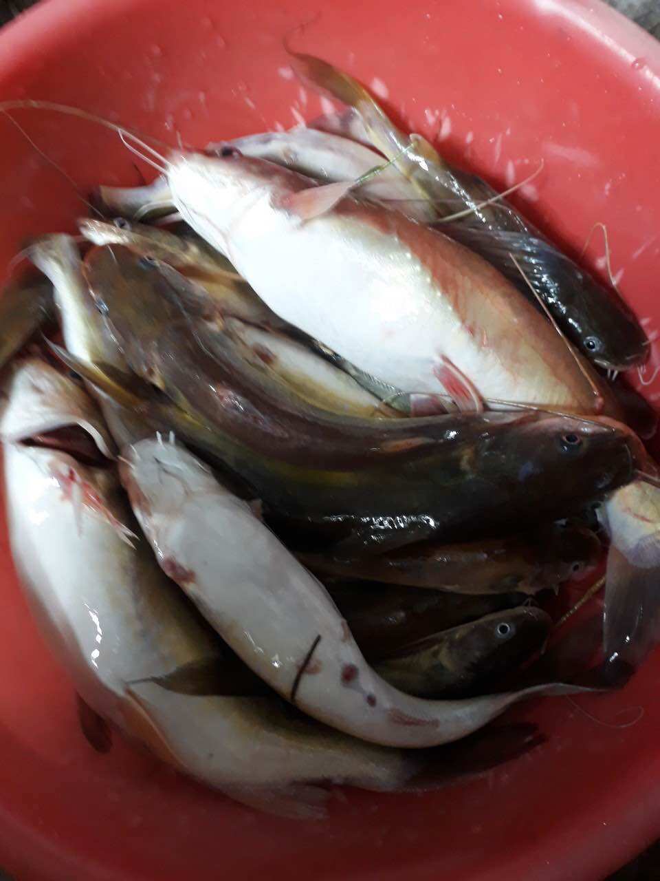 Mồi câu cá lăng Thái Lan Hủ 200g