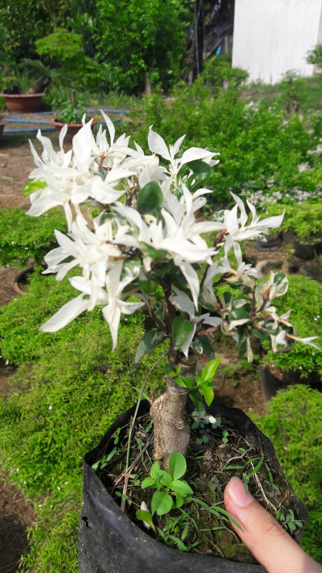 Mai chiếu thủy cẩm thạch