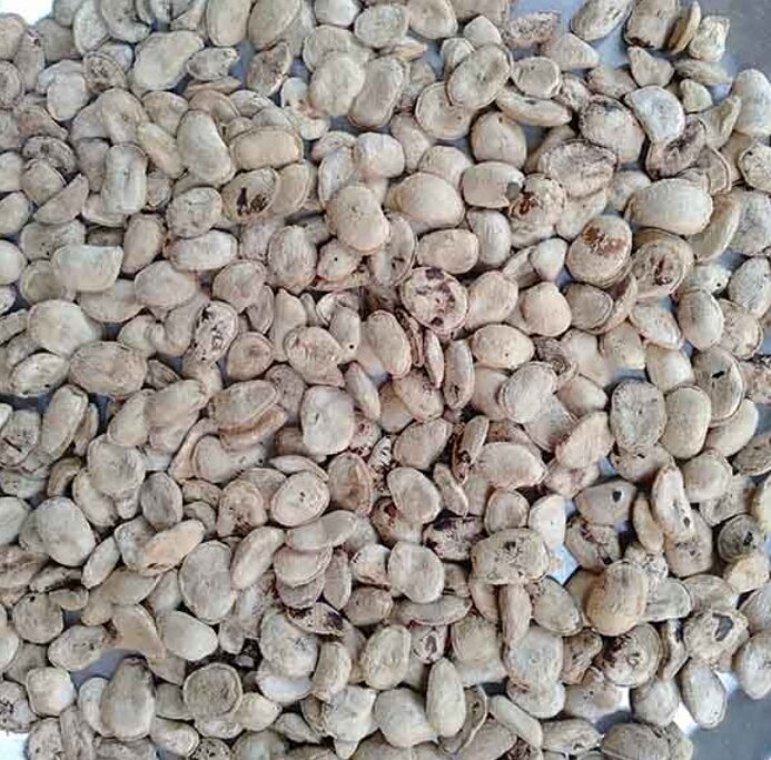10 hạt sang (sành) hỗ trợ điều trị bệnh dạ dày