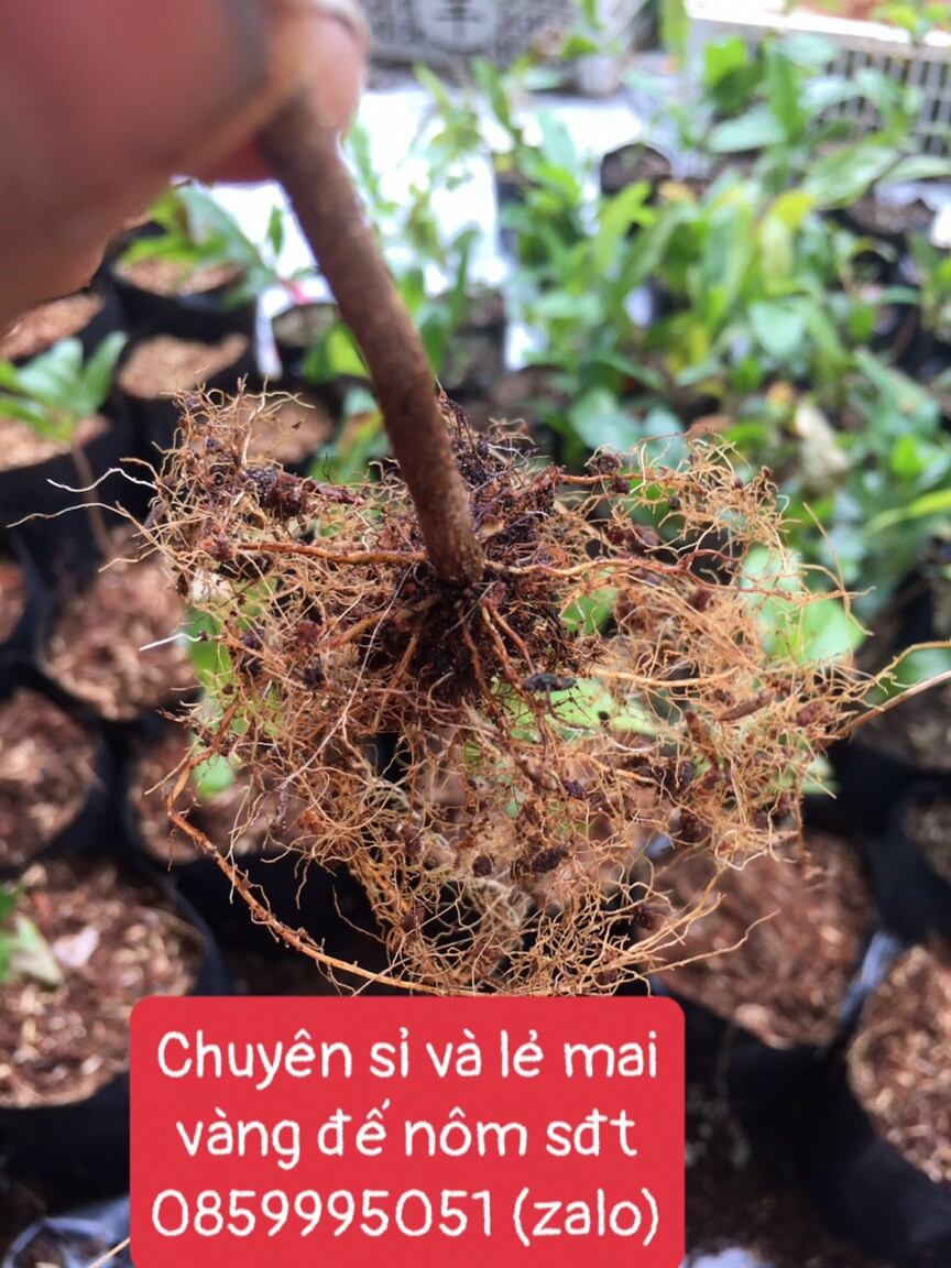 20 Cây Mai Vàng Con Đế Nôm Cao 40-60cm