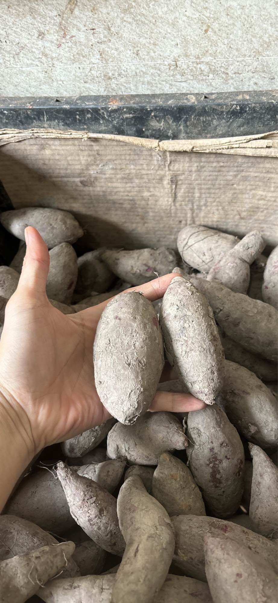 Khoai Lang Tím (1kg) Giao Toàn Quốc