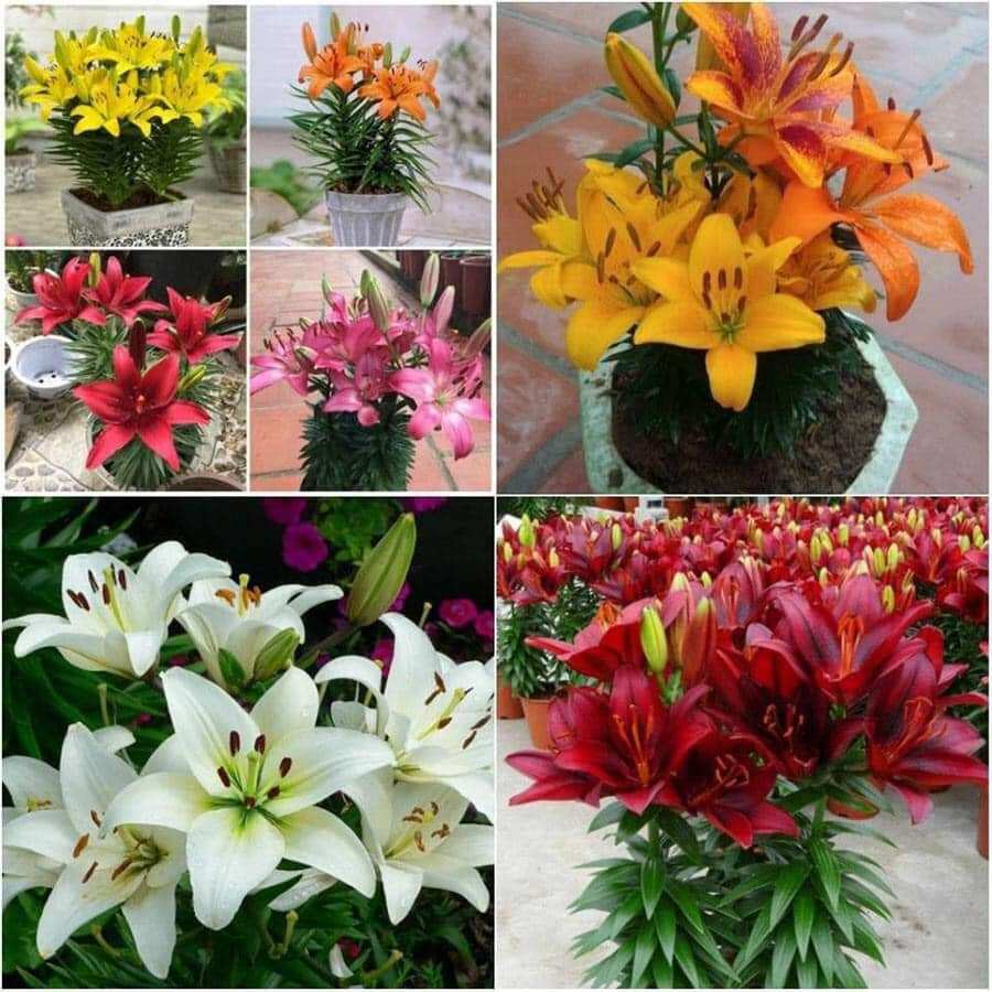 Củ hoa ly làm giống 3 củ