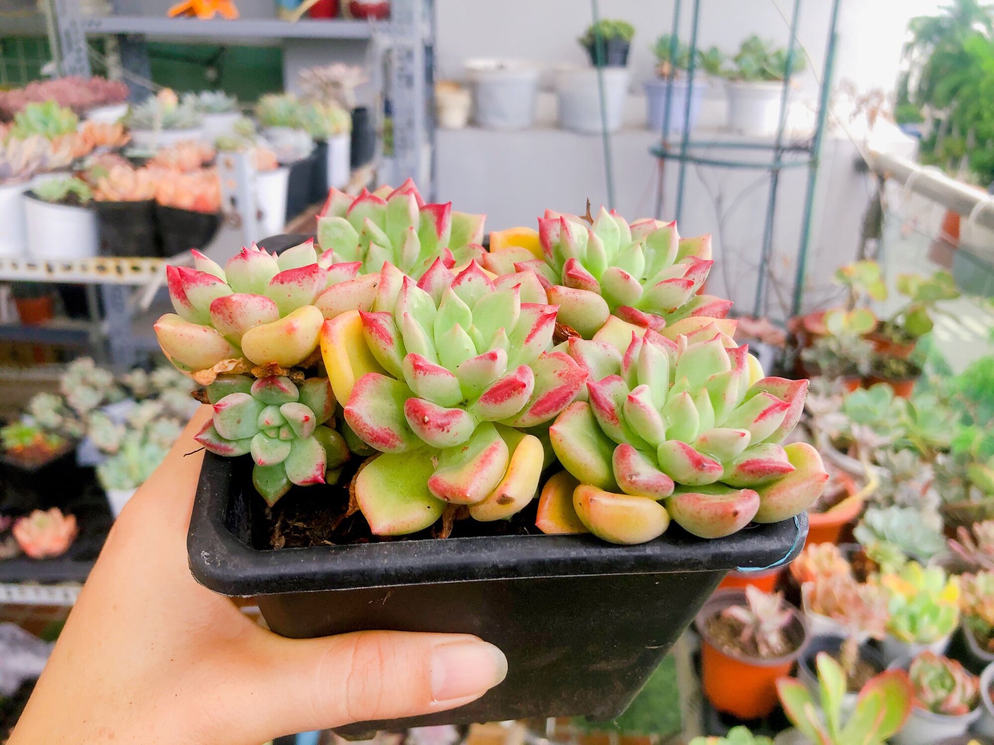 San đá cúc Hồng giống mới