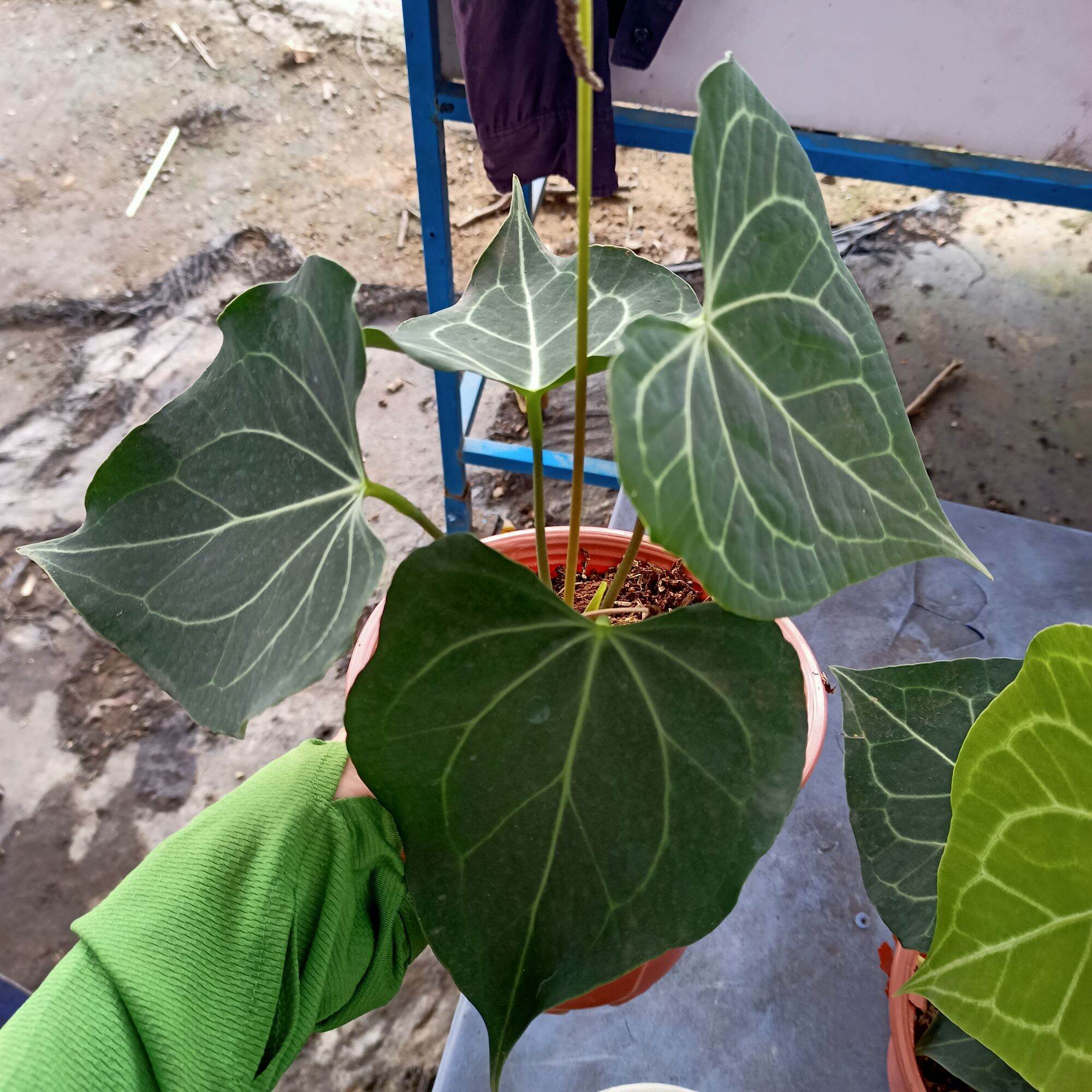Cây anthurium clari