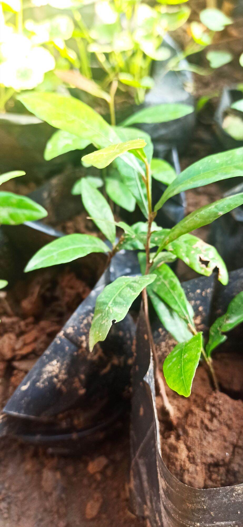 cây giống cây thần kỳ