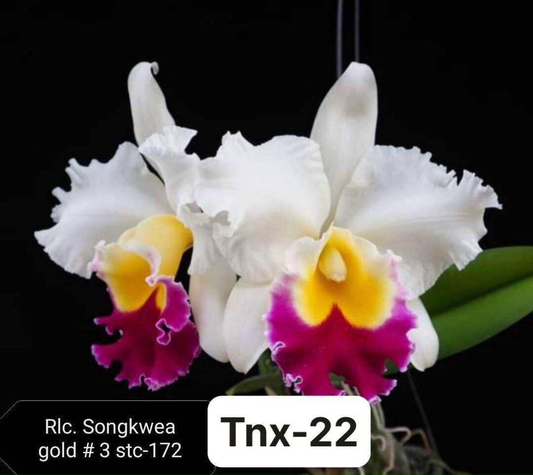 Tnx22- hoa lan cattleya songkwea gold 3- hoa đại - cây con