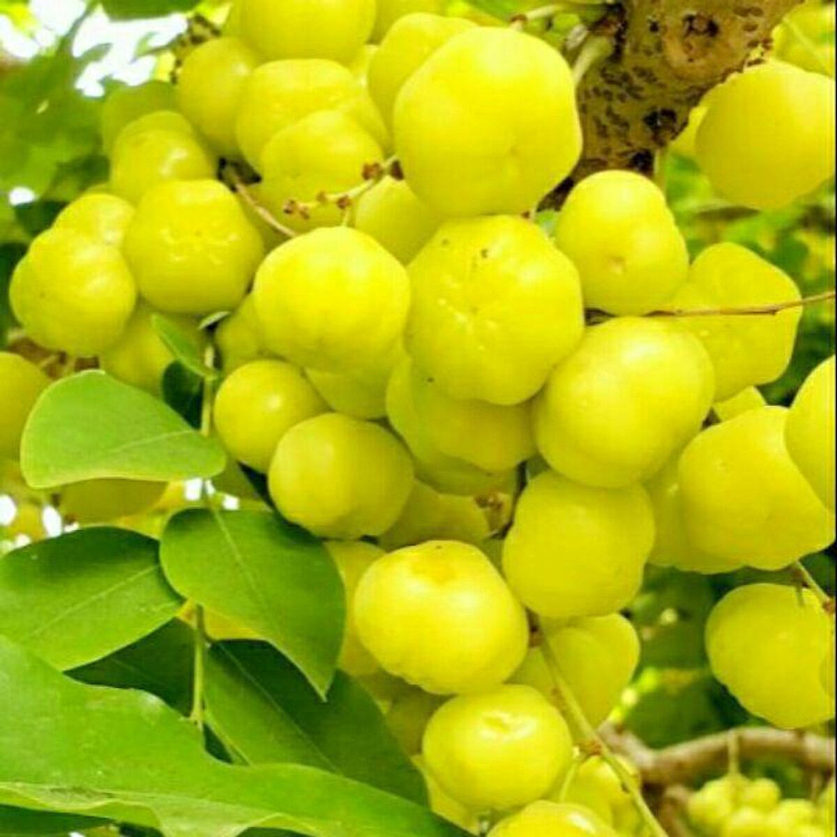 Cây giống chùm ruột ngọt