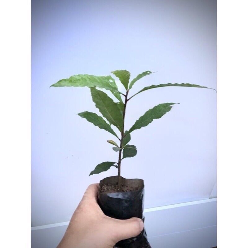 Cây Lộc Vừng(bầu 20cm trở lên)