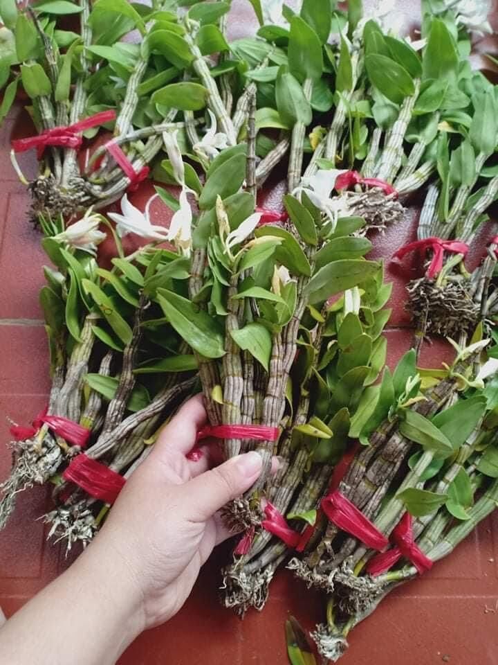 Hoa Lan đột biến nhất điểm Hồng (1 bó hình cuối)