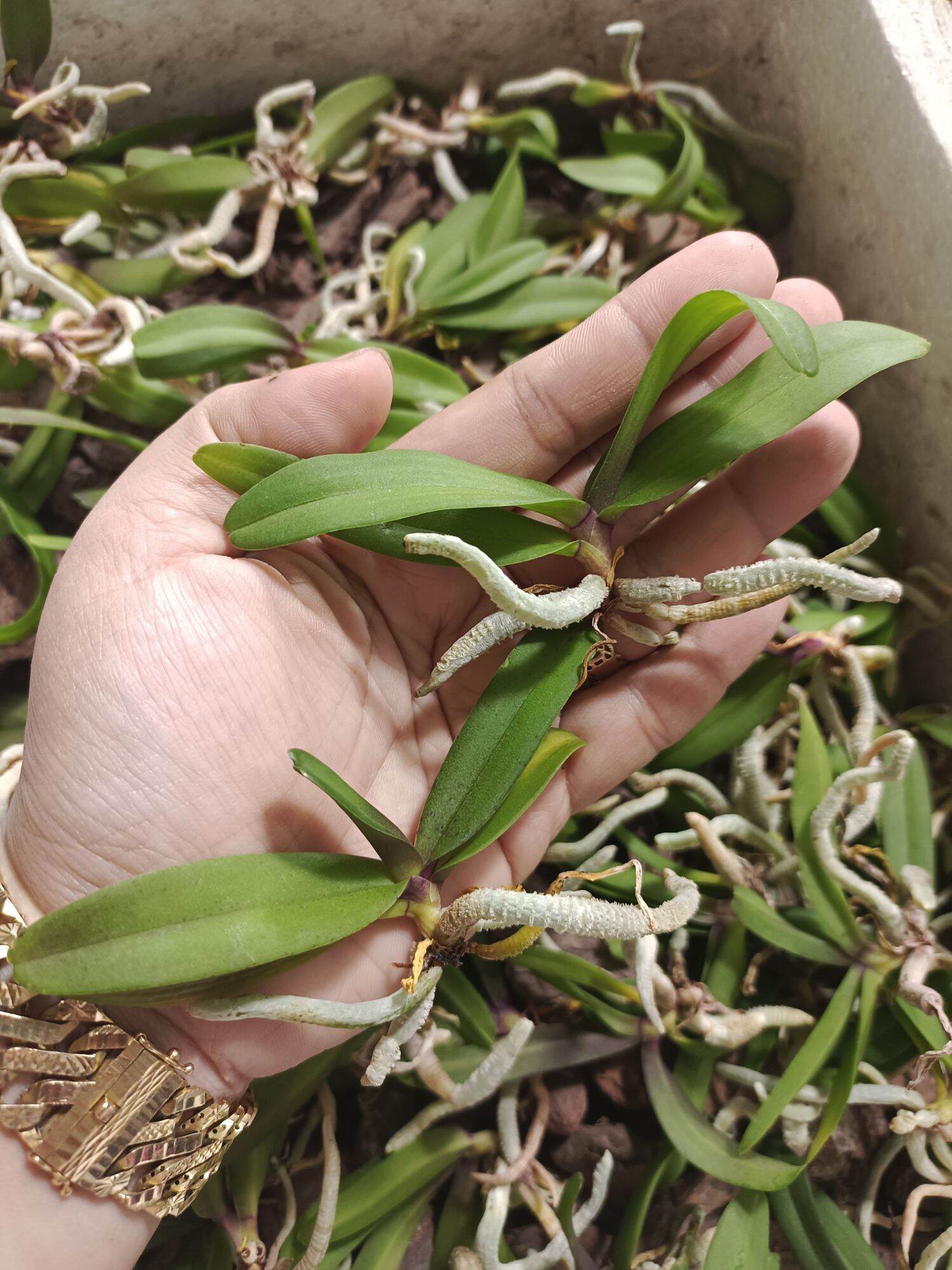 10 cây lan ngọc điểm giống đủ màu