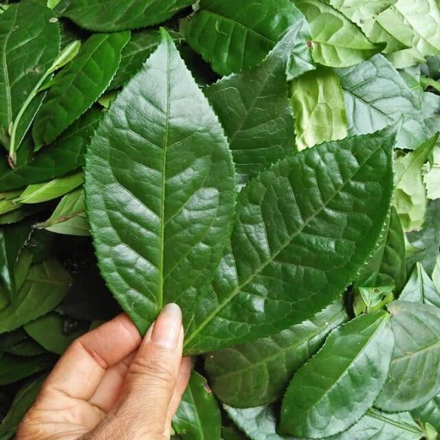 300gr Lá trà/chè xanh tươi uống giải nhiệt