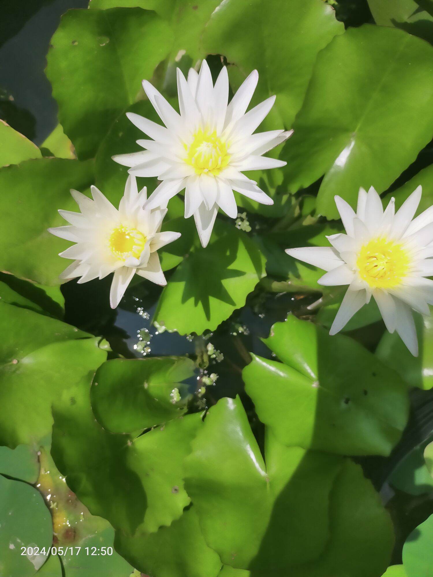 combos 1 củ sen 1 cây hoa súng 2 chậu c12 bít lỗ 2 kí bùn