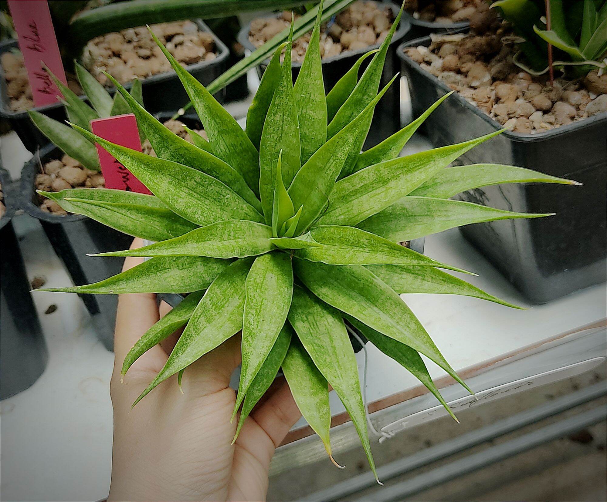 Cây lưỡi hổ - Sansevieria Sun Flower