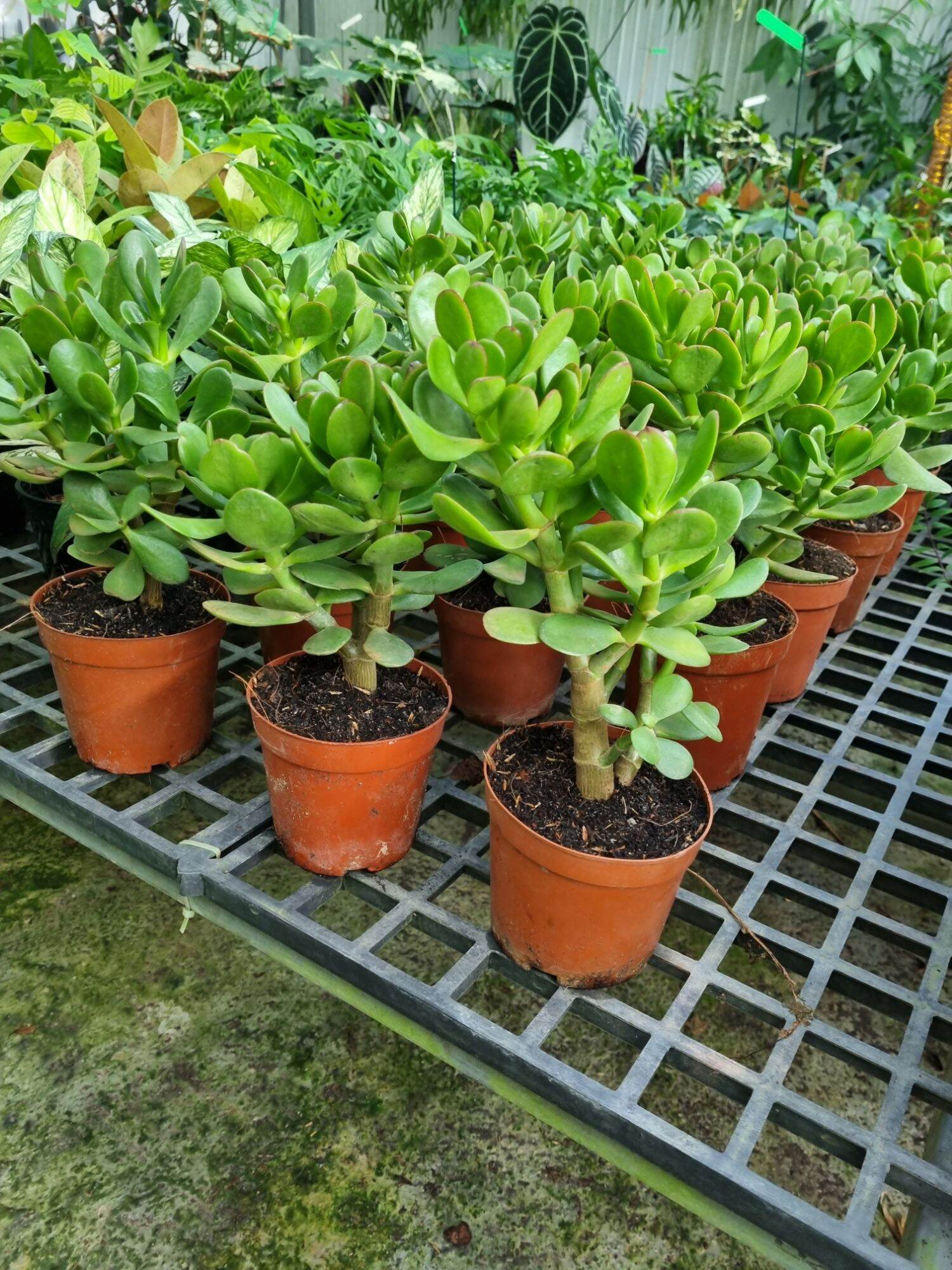 Cây sen đá ngọc bích