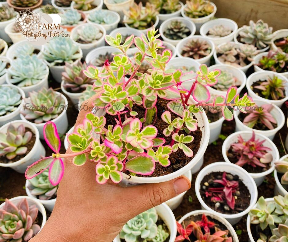 SEN ĐÁ RANDOM SIZE TRUNG BÌNH “HẠT DẺ’’ 9-12CM (1 CÂY)🏺MUA NHIỀU CHỌN KHÁC LOẠI (TỐI ĐA 5 LOẠI) 🌈