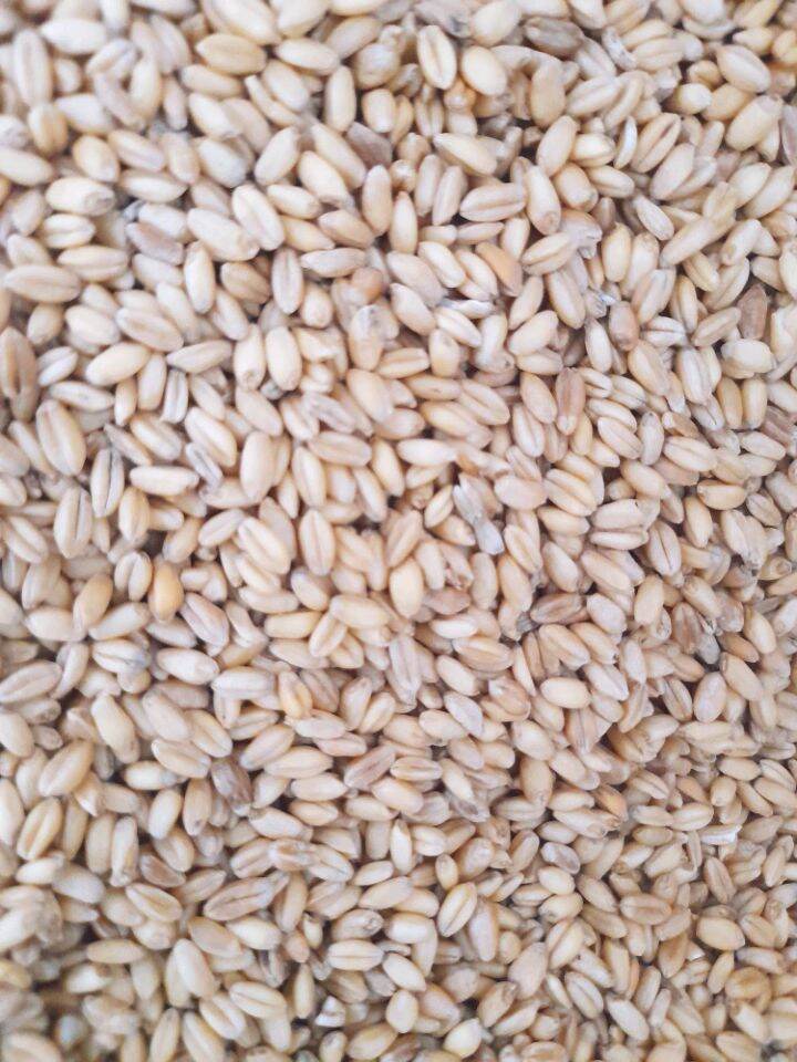 Lúa mì 1kg