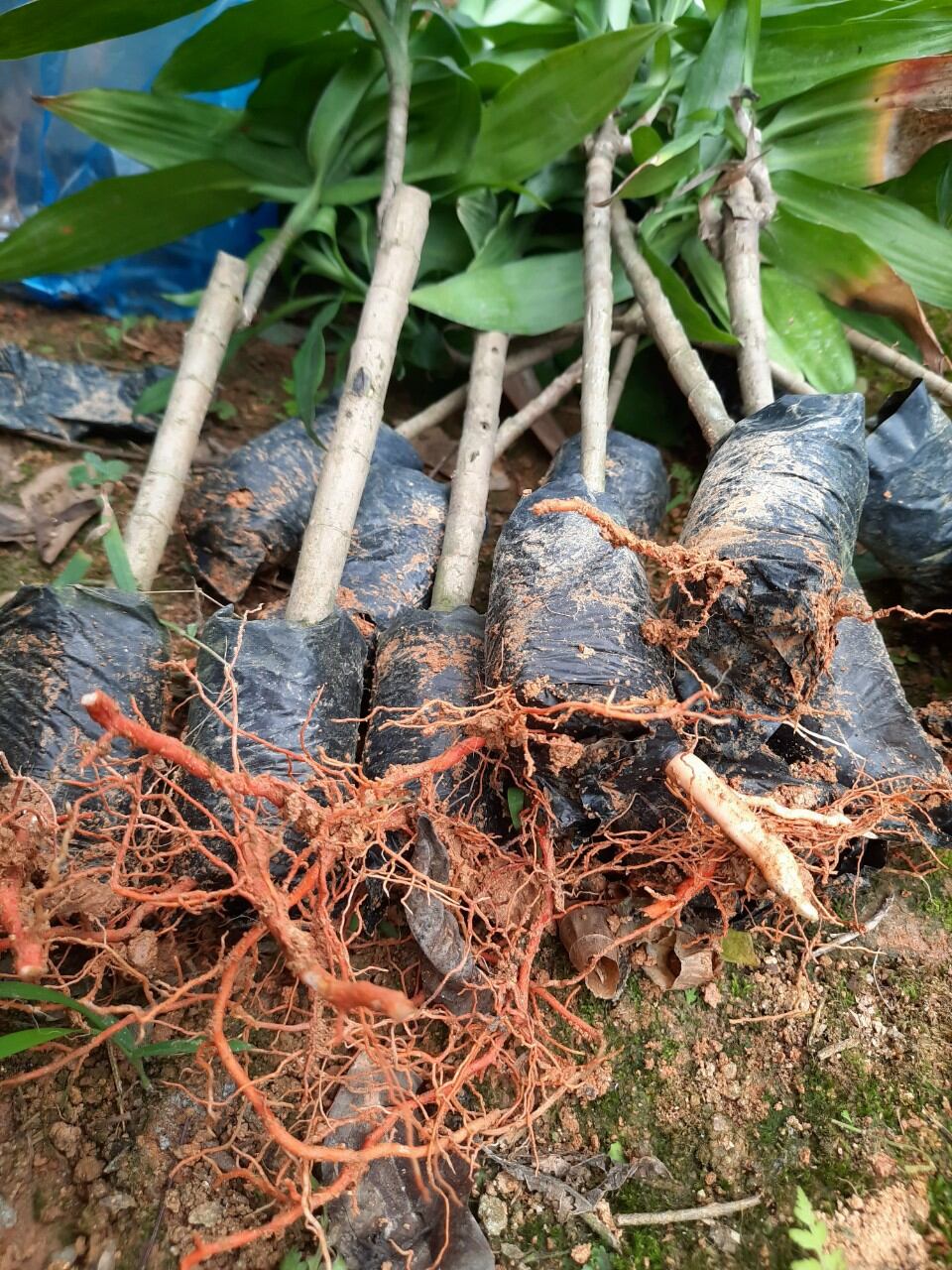 Combo 5 cây giống sâm cau đỏ
