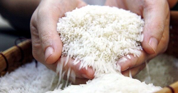 GẠO ST25 ( bịch 10kg ) GẠO NGON NHẤT THẾ GIỚI