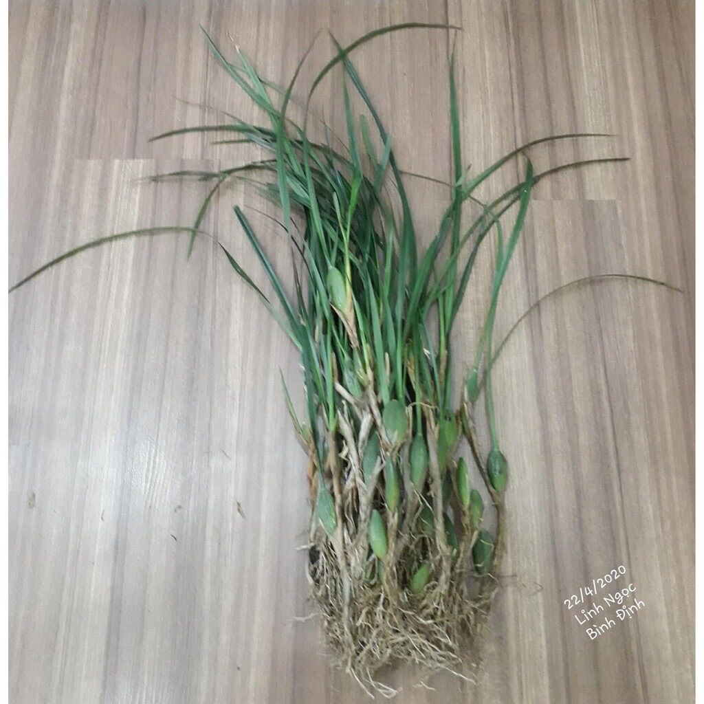 Hoa lan Tóc Tiên Hương dừa Lan sỉ 25k( 1 bó 15 củ)