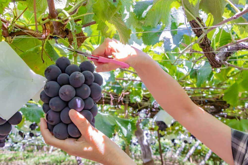 Giống nho kyoho nhật ( có hướng dẫn kèm theo)