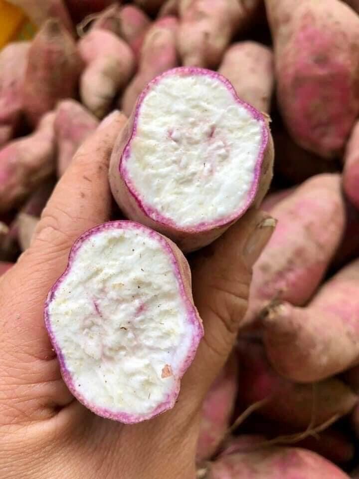 Combo 3kg Khoai lang dương ngọc
