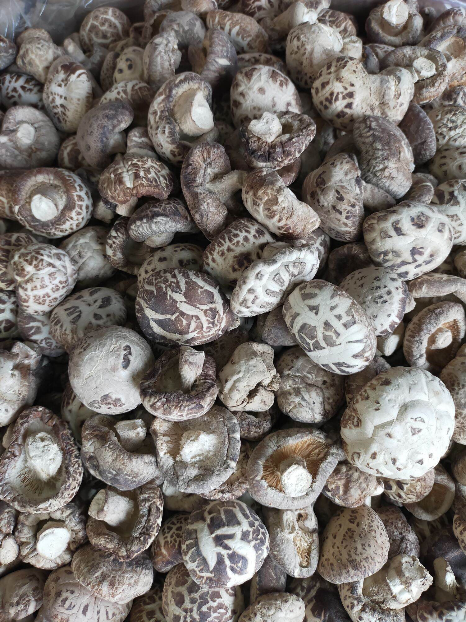 NẤM ĐÔNG CÔ KHÔ NHẬT BẢN 500G