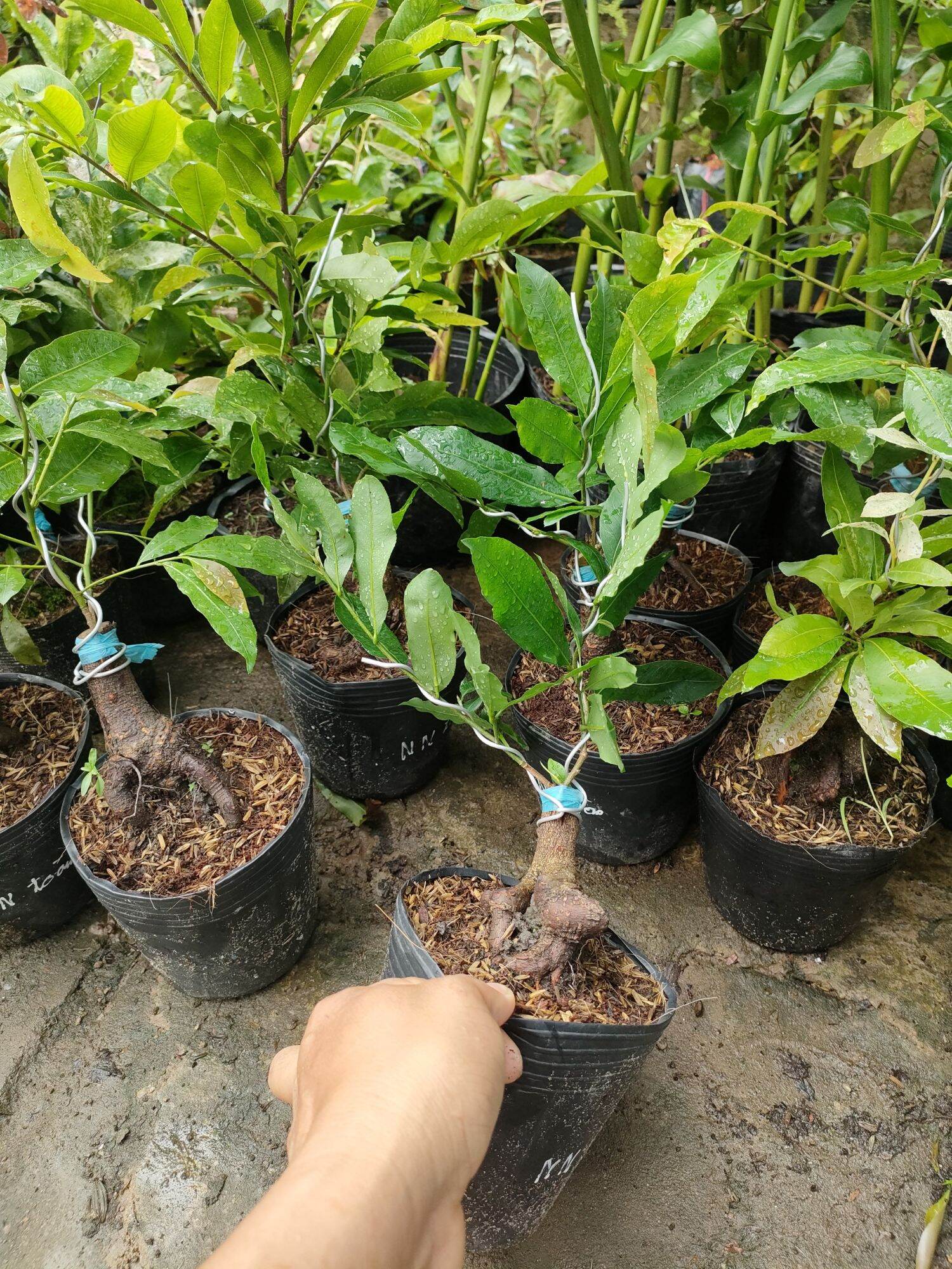 Cây mai nhị ngọc toàn cao 30-50cm ( hoa mai vàng-kem)