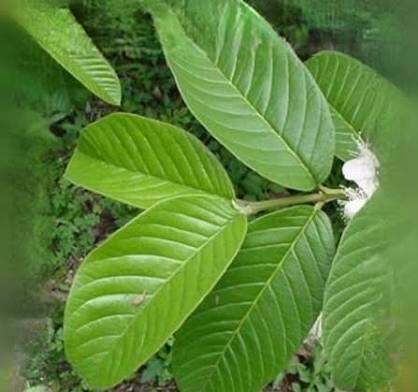 Lá ổi tươi có đơn mới hái 500g