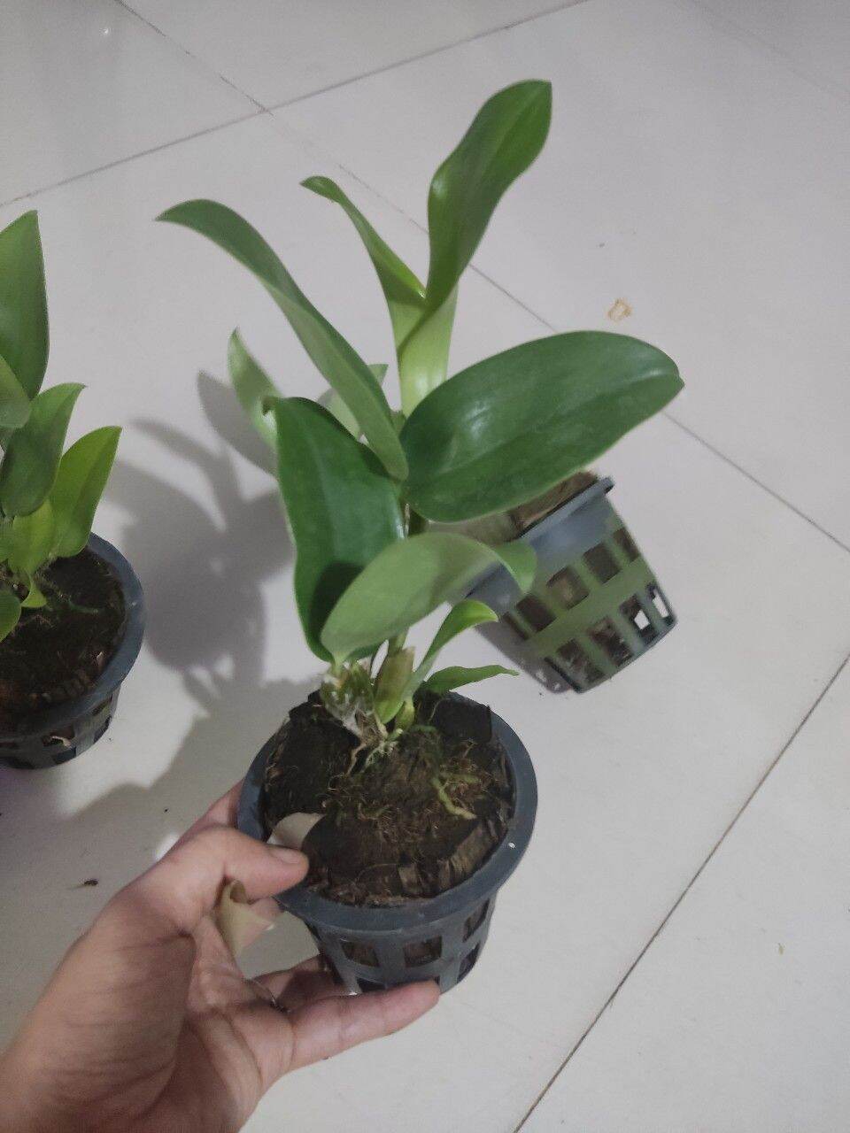 Hoa lan Kiều trắng hàng Thái chuẩn hoa