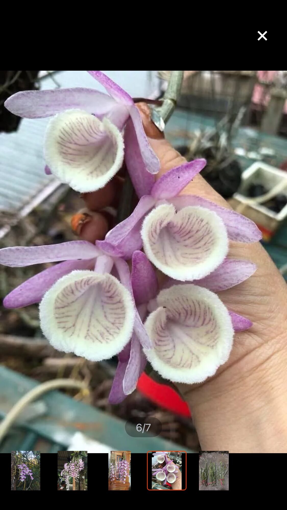 Hoa lan hoàng thảo vôi sỉ 25k(1 bó)