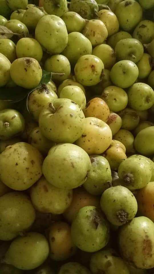 1kg táo mèo tươi