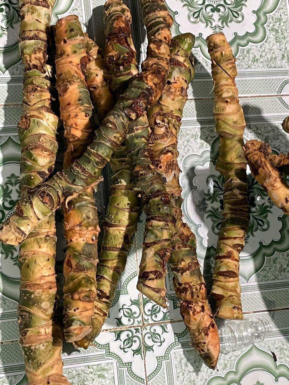 Củ móp gai tươi combo 6kg tiết kiệm