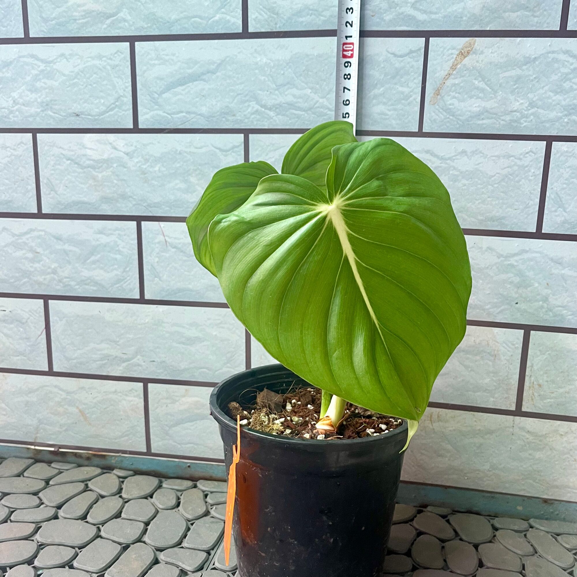Philodendron McDowell cây trầu bà Nam Mỹ