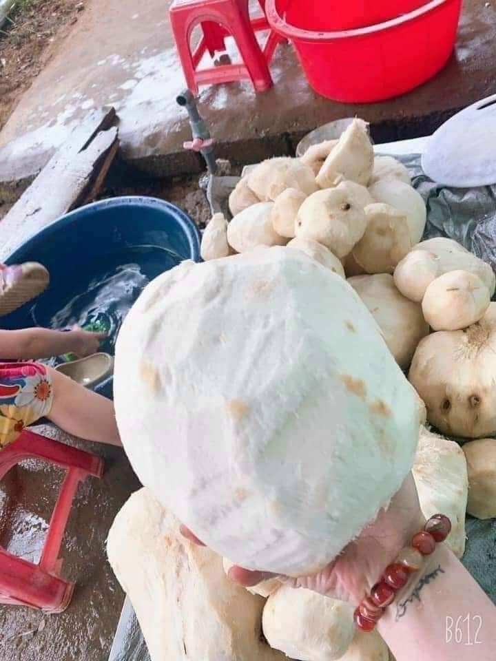 Sâm tố nữ nguyên chất ( nghiền bột 1kg/2 hộp)