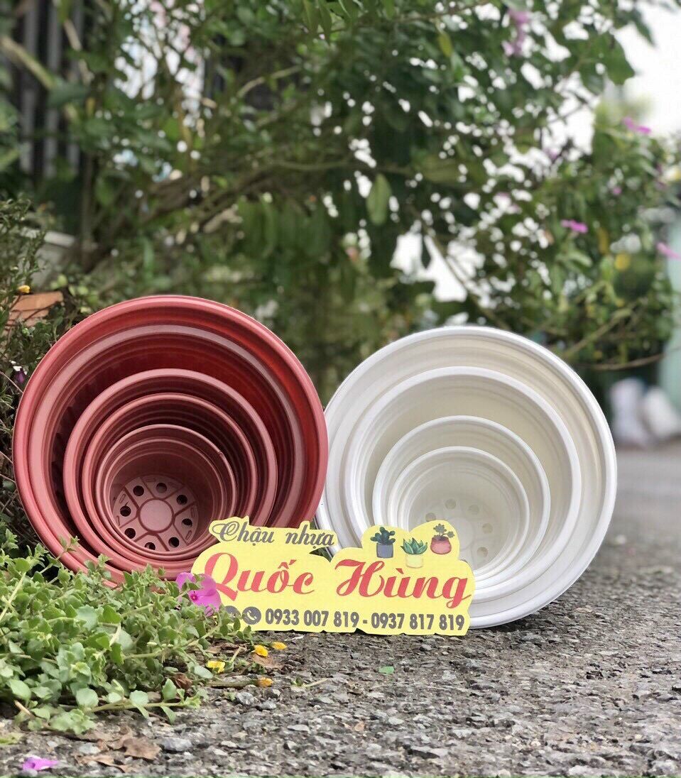 Combo 50 chậu nhựa trồng sen đá T10