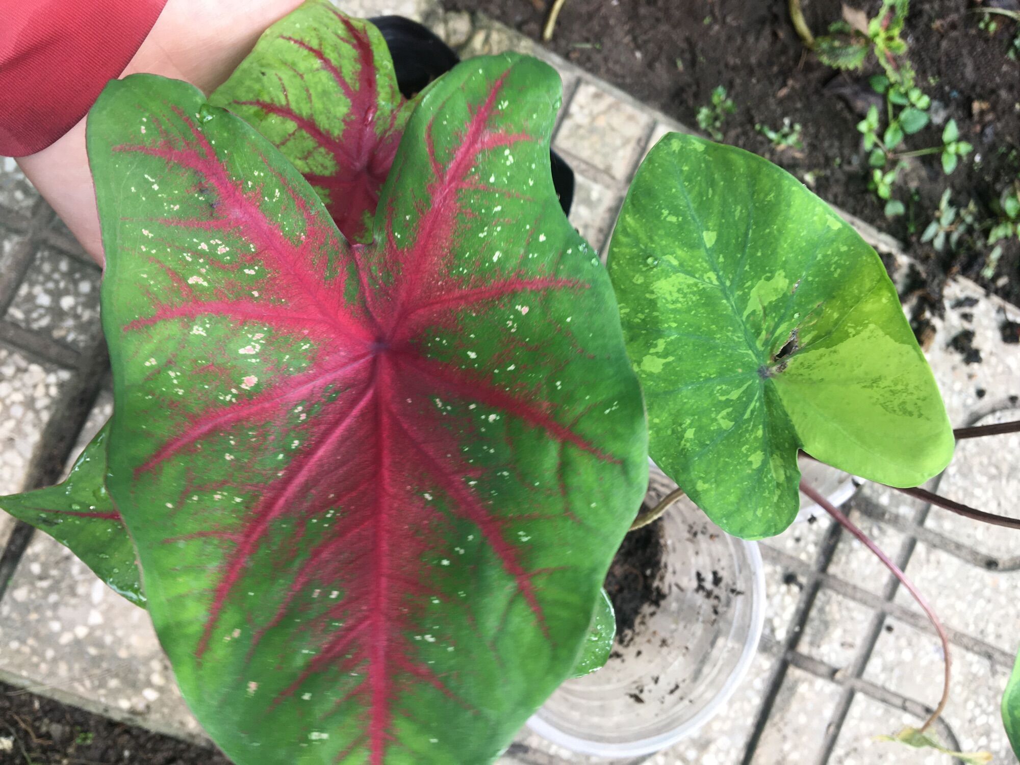 Cây giống caladium môn kiểng ngoại