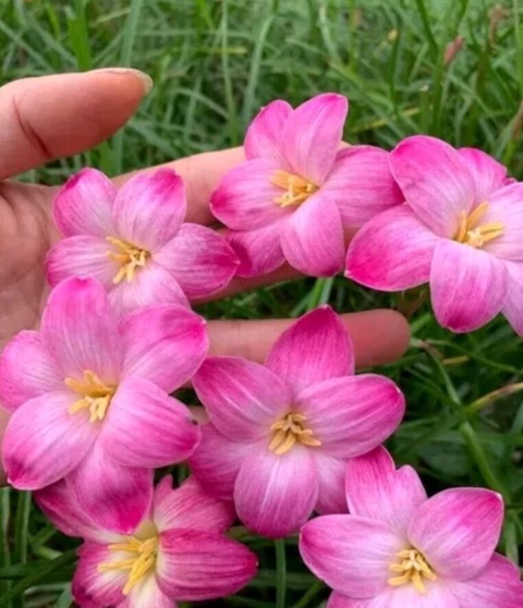 COMBO 5 CỦ HUỆ MƯA NHÌU MÀU ( Có nhìu màu lựa chọn).