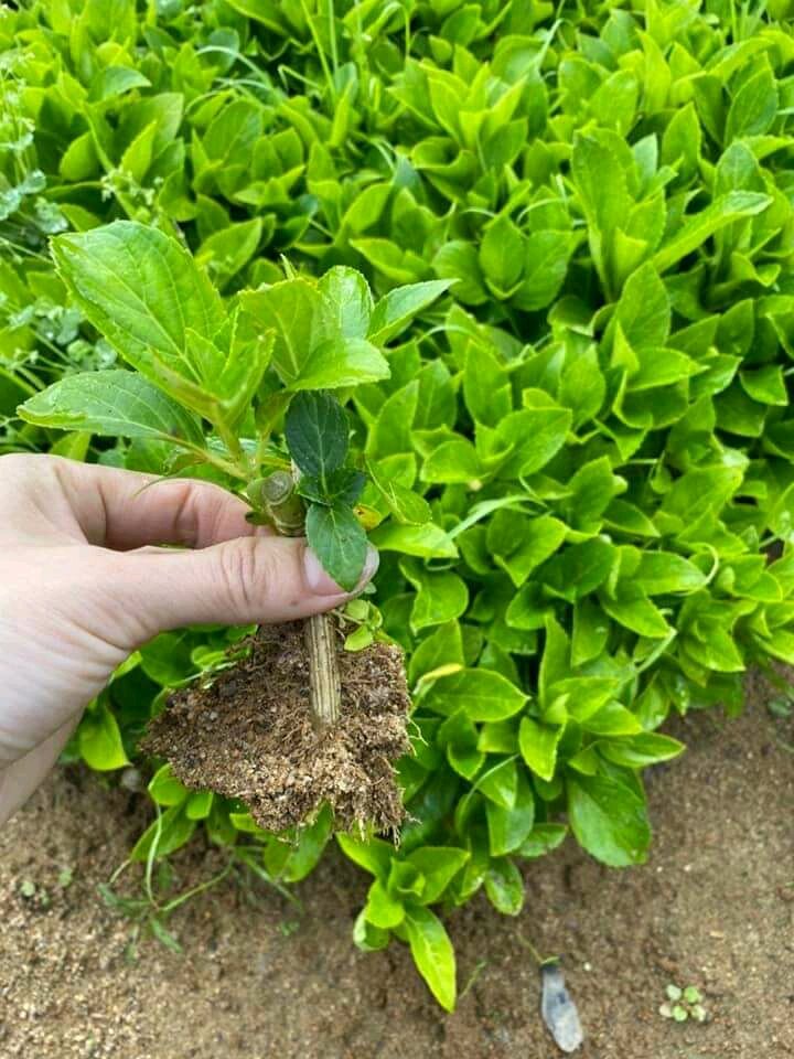 cây giống cẩm tú cầu