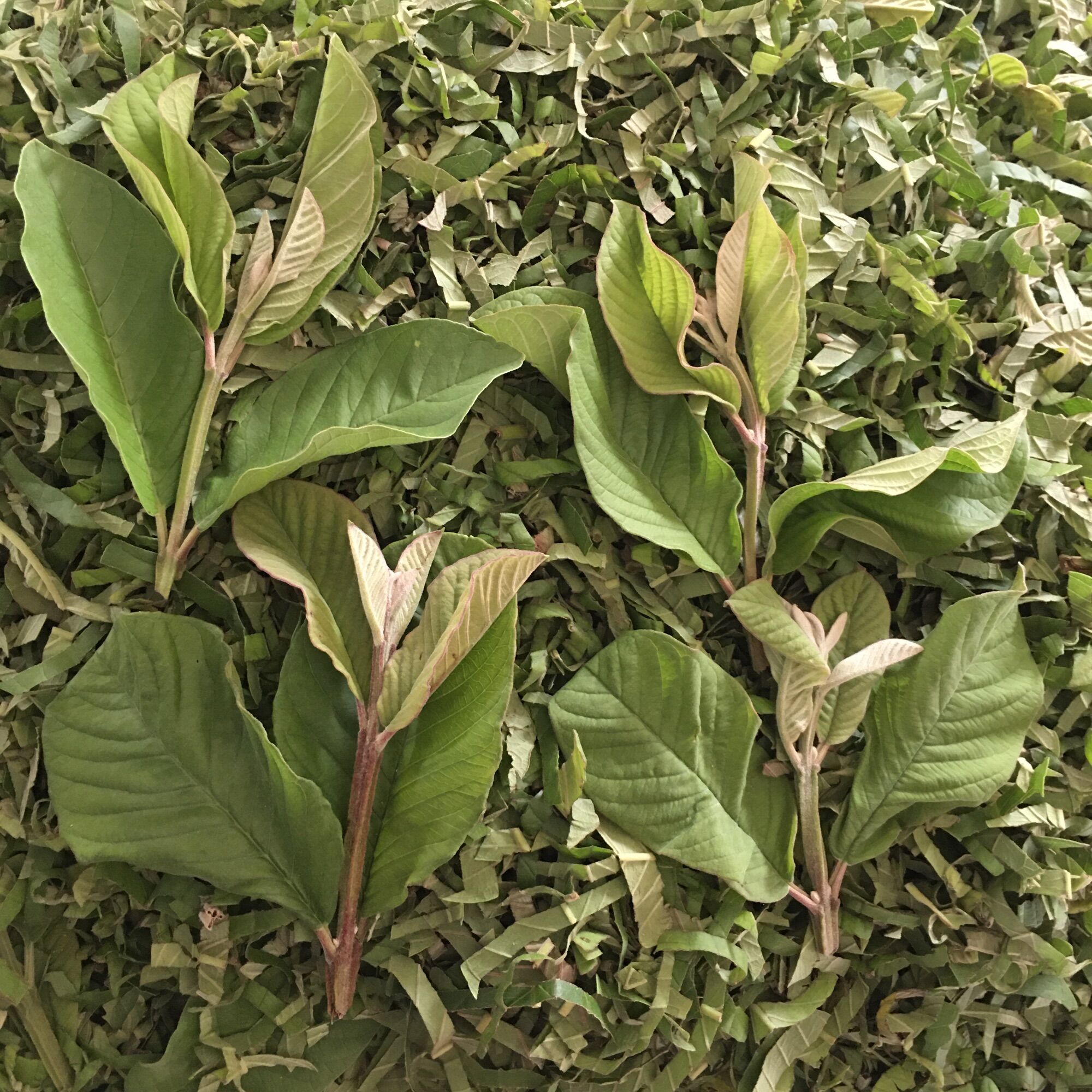 500gr đọt ổi khô