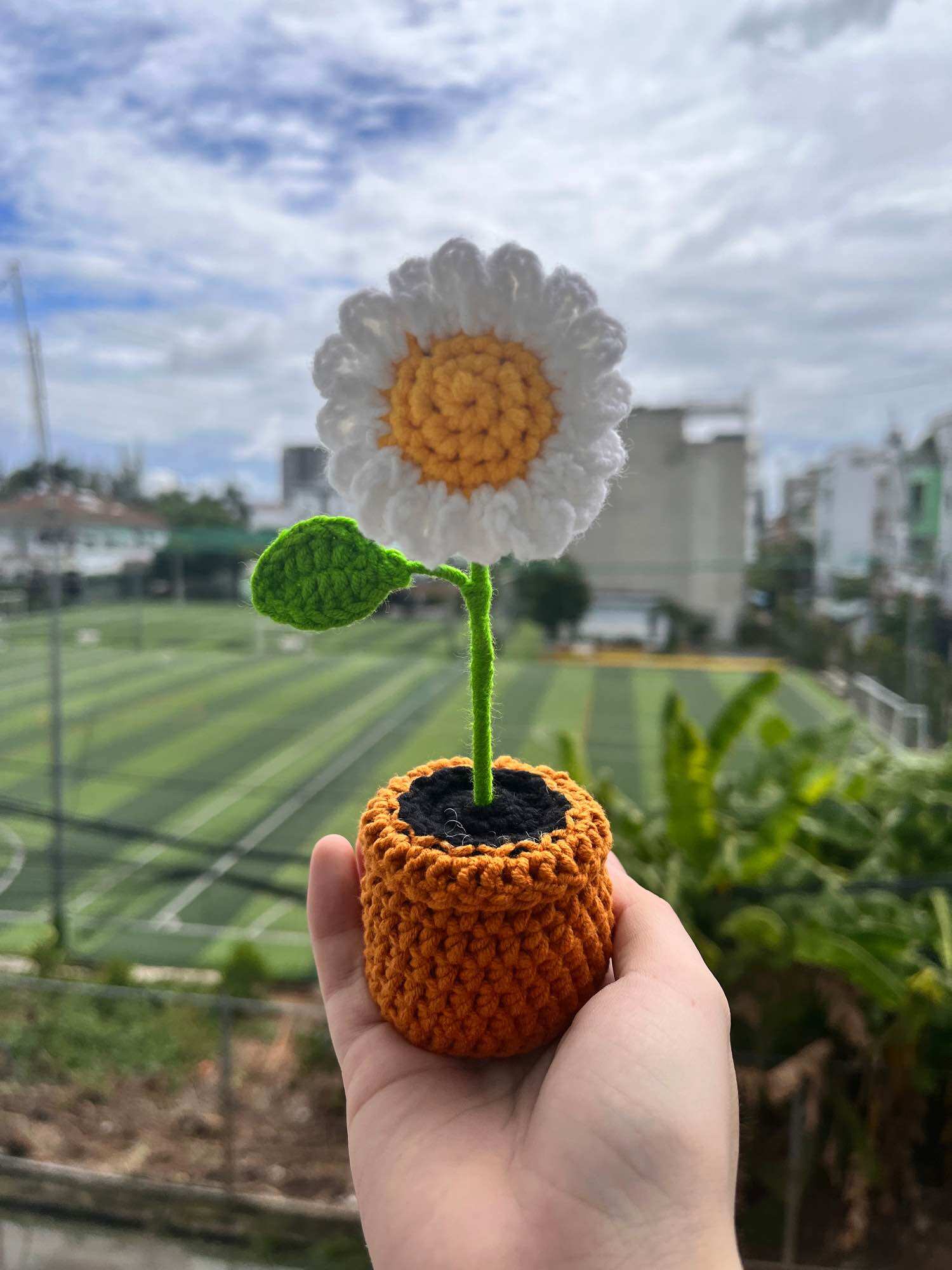 Chậu hoa cúc mini để bàn