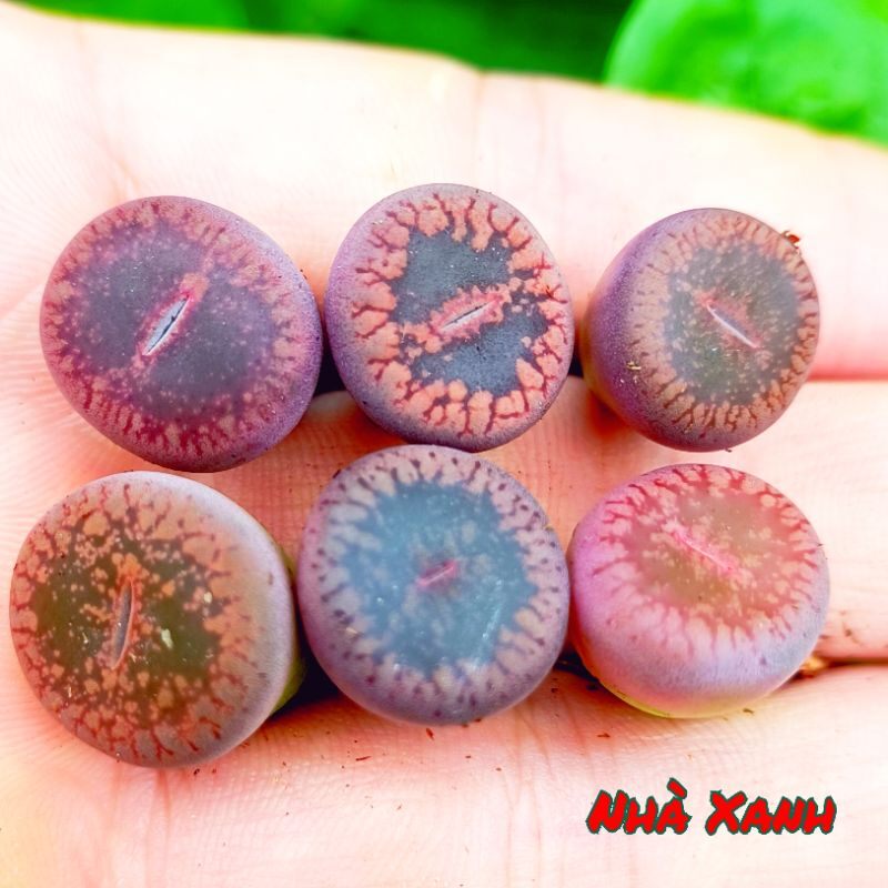 Sale 50%-sen mông lithops tím bóng rất đẹp 1 cây 0.7-1cm