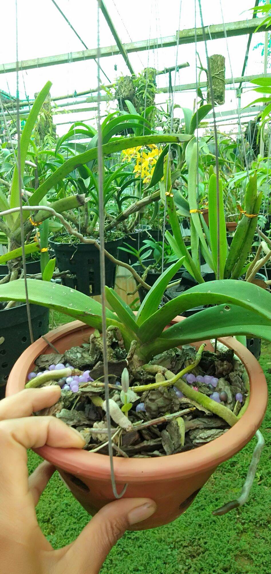 trâu rừng chuẩn  buôn đôn