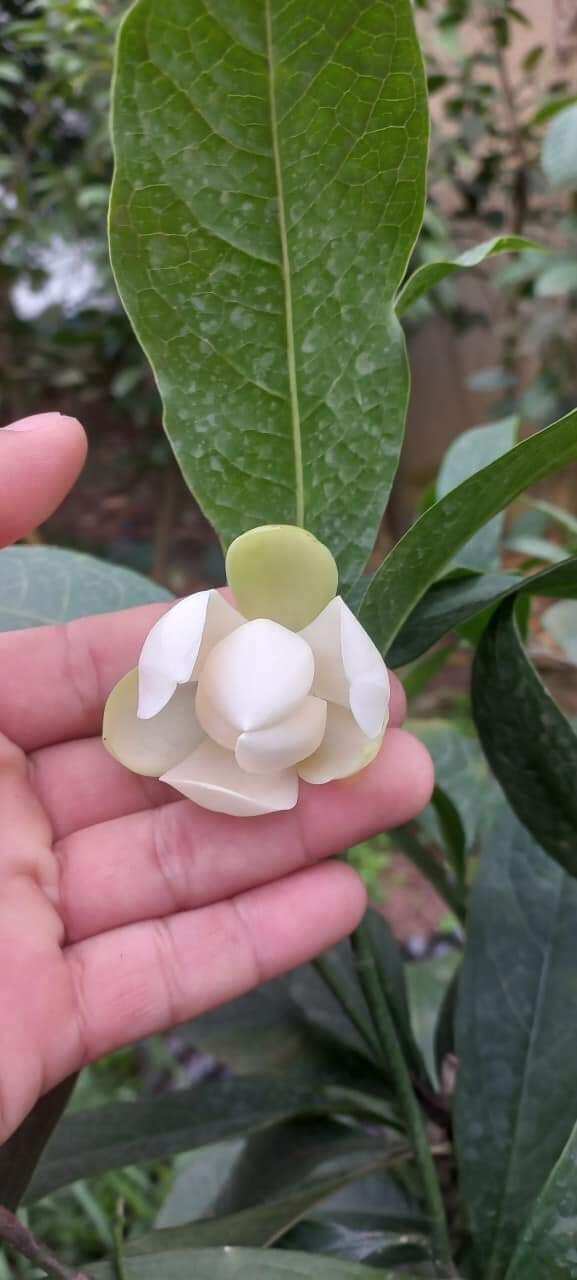 Cây hoa dạ hợp hương