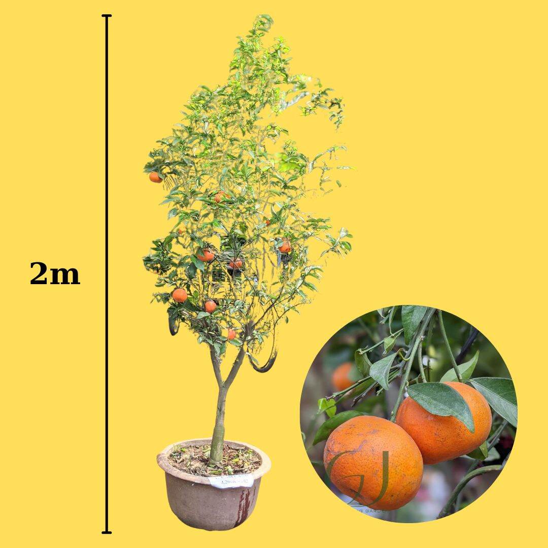 Cây giống cam đường canh trồng chậu siêu sớm