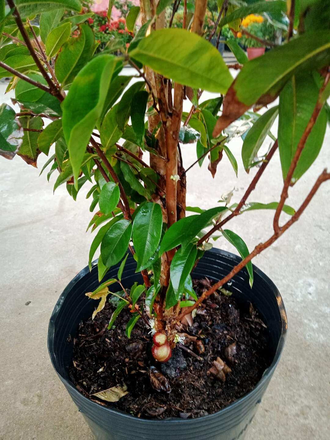 Cây 🌲 Nhỏ Thân Gỗ tứ quý đang trái
