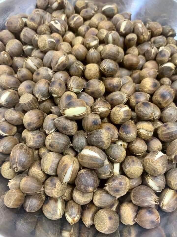 Hạt dẻ rừng ( dẻ thóc) Điện Biên